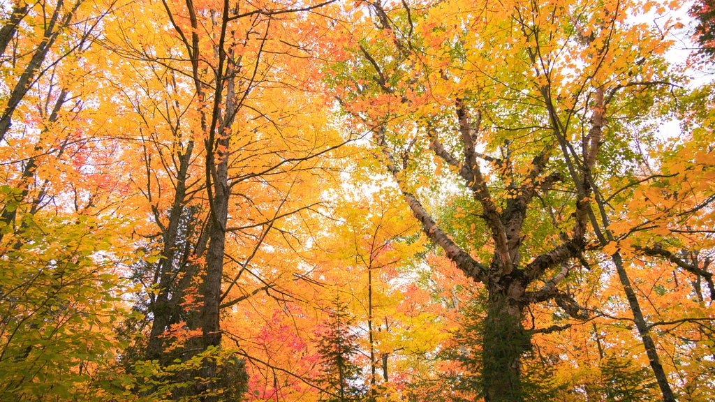 Summerlike weekend on tap in Twin Cities; fall returns early next week — WCCO / CBS Minnesota, Stillwater Community news