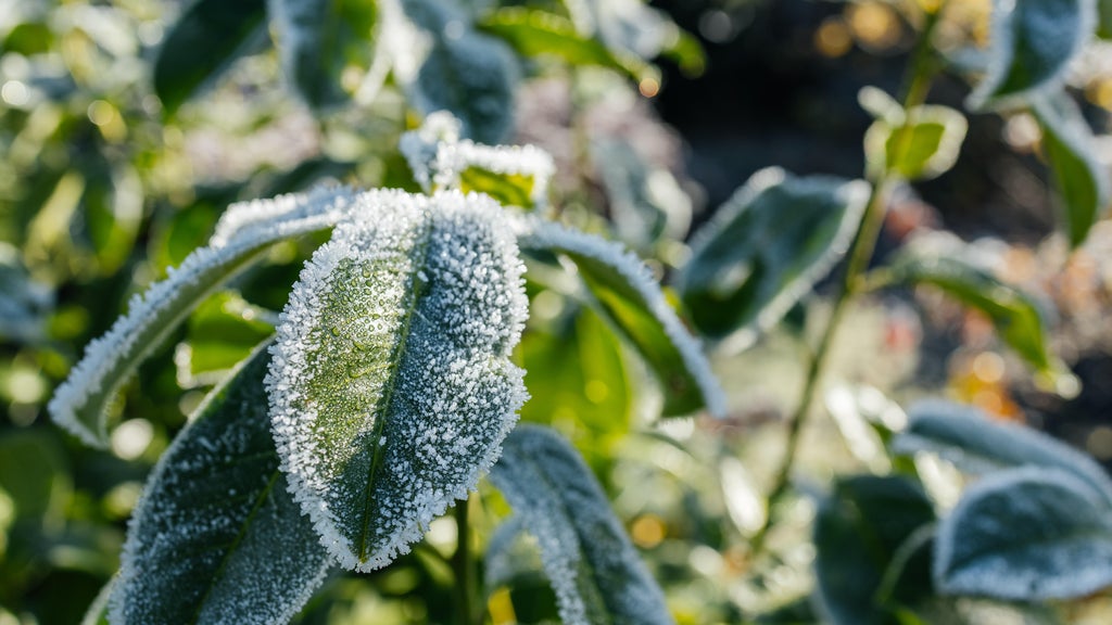 The first frost of the season is expected Saturday. Here's how to prepare your garden — WCCO / CBS Minnesota, Stillwater Sports news