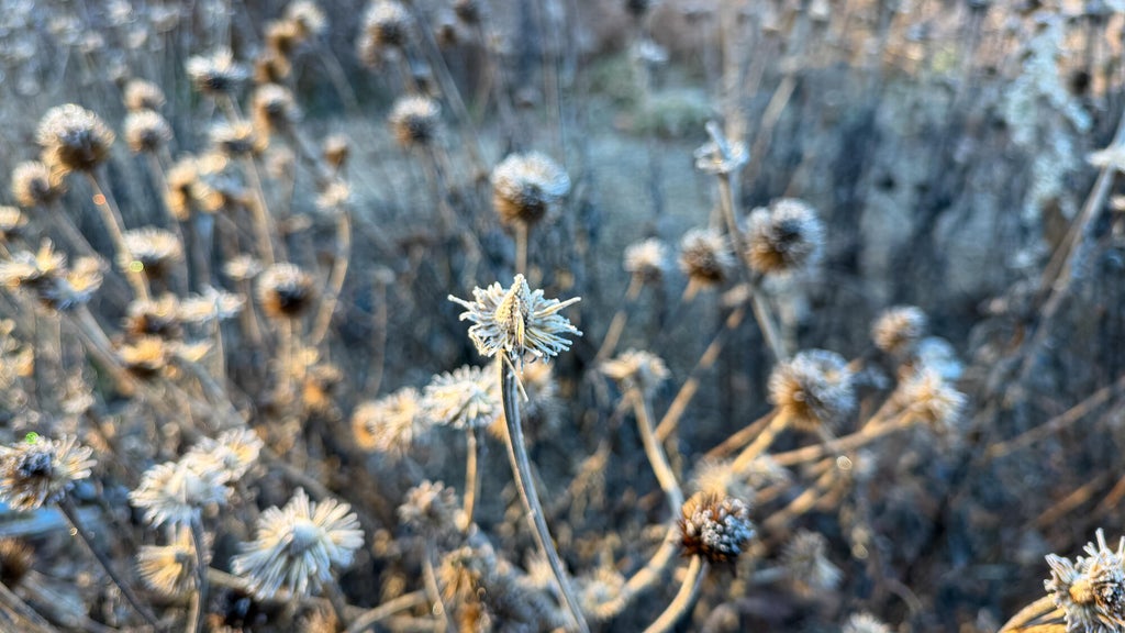 Breezy winds bring cool air to Minnesota, with first frost possible in the metro Friday night — WCCO / CBS Minnesota, Stillwater Sports news