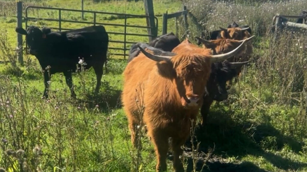 Minnesota farmer calls for thief to return nearly a dozen cows: "You're going to go to jail" — WCCO / CBS Minnesota, Stillwater Community news