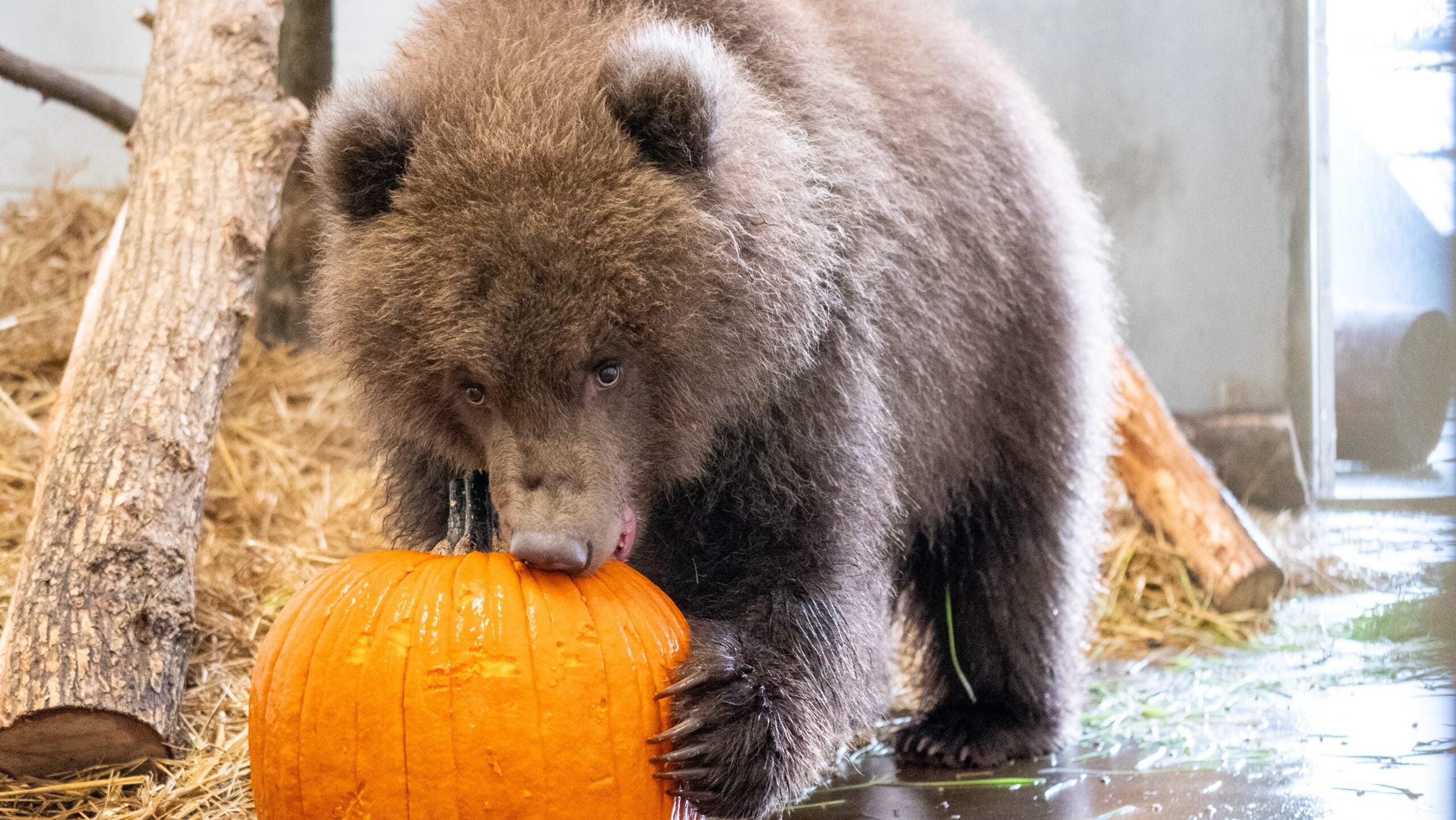 Minnesota Zoo welcomes 3 orphaned brown bear cubs rescued from Alaska — Stillwater Health news