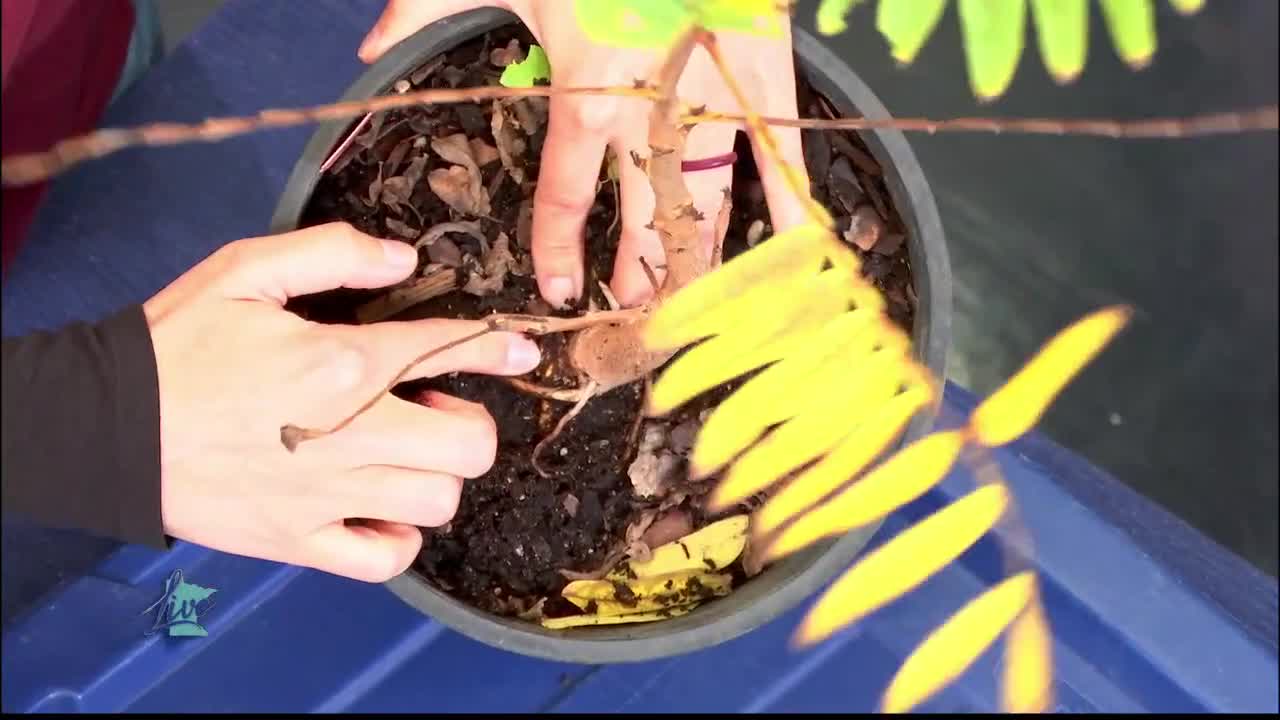 Tips for Planting Trees — KSTP 5, Stillwater Community news