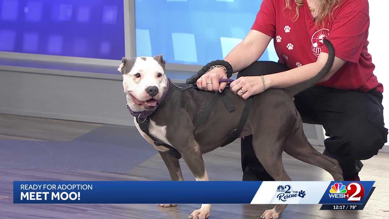 Moo at Southeast Volusia Humane Society is looking for a home — WESH 2 Orlando, Stillwater Community news