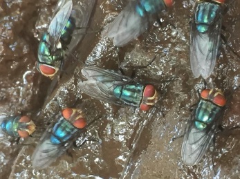 Odor complaints target Mexico’s screwworm fly facility — KFGO, Stillwater Schools news