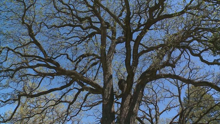 How to keep your oak trees healthy — KARE 11 Local, Stillwater Health news