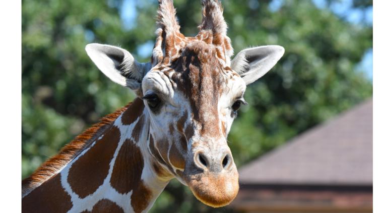 Como Zoo mourns loss of beloved giraffe, 'Skeeter' — Stillwater Community news