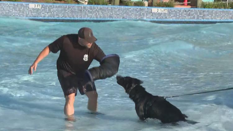 Tampa police K-9s train at theme park to prepare for emergencies — WTSP 10 Tampa Bay, Stillwater Community news