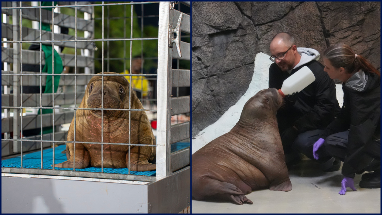 Orphaned baby walrus in Alaska flown 4,800 miles to new home in Florida — FOX 9, Stillwater Community news