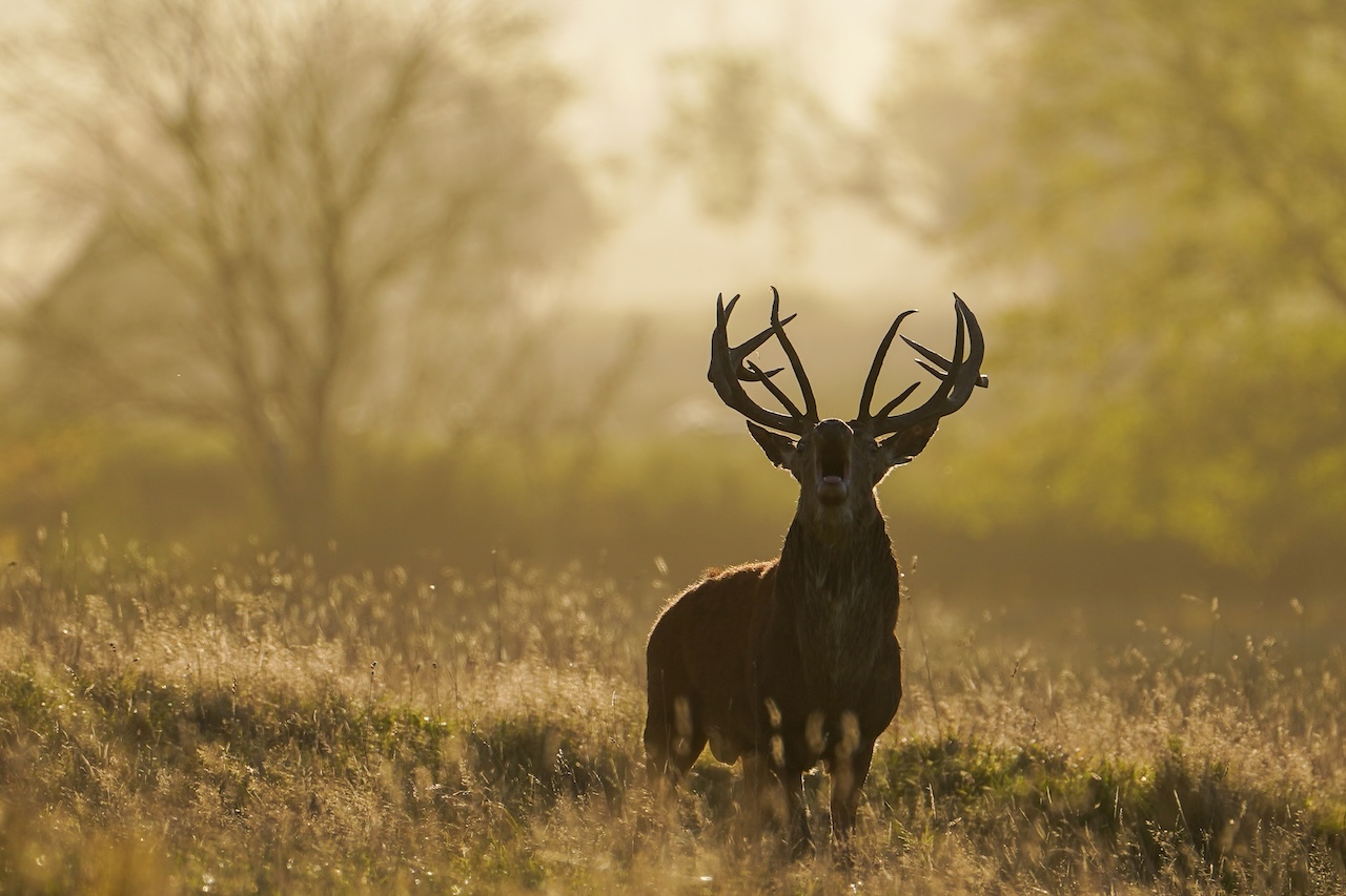 Deer-related crashes spike in the fall. Here's why. — FOX 9, Stillwater Sports news