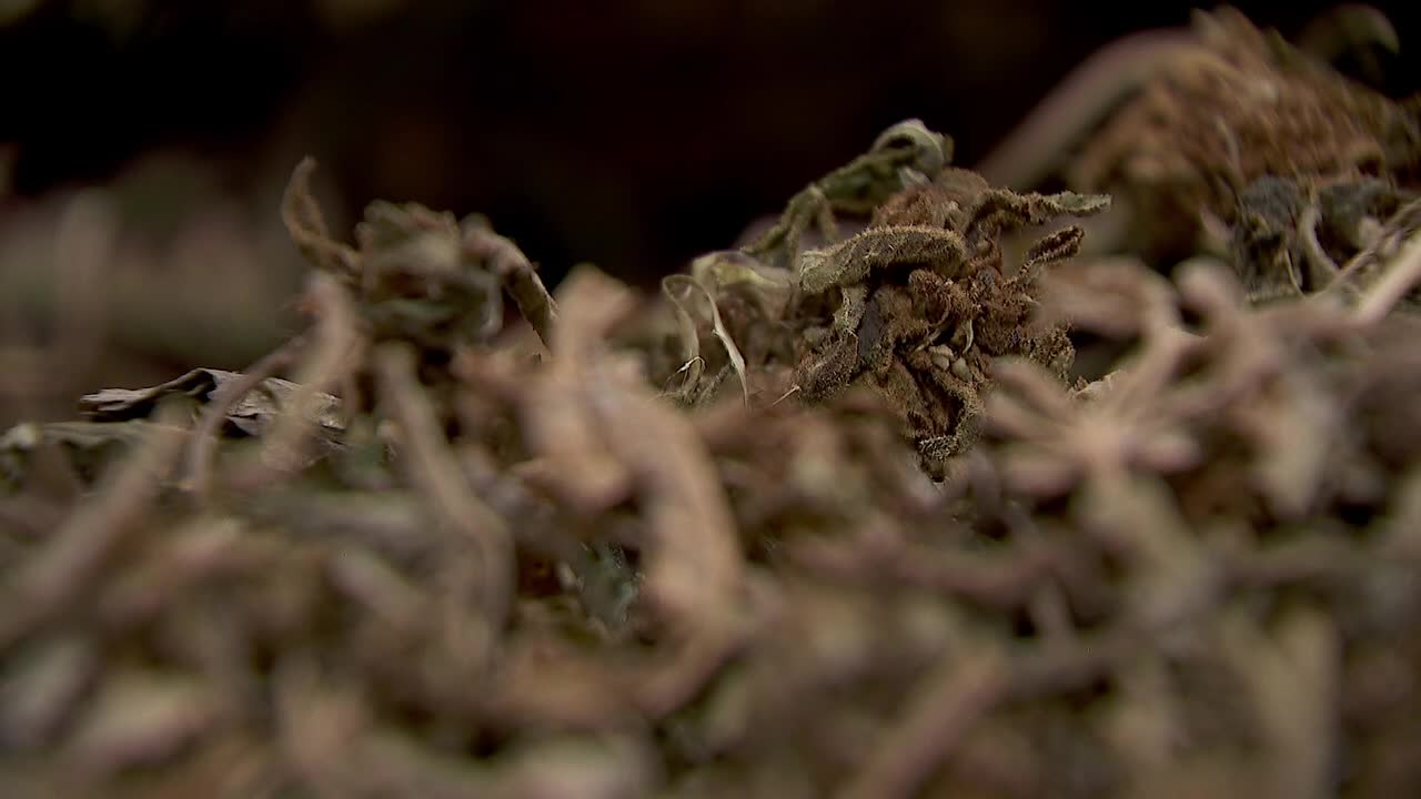 Hemp THC deadline hits $200 million industry, leads to layoffs, but liquor stores may maintain — FOX 9, Stillwater Business news