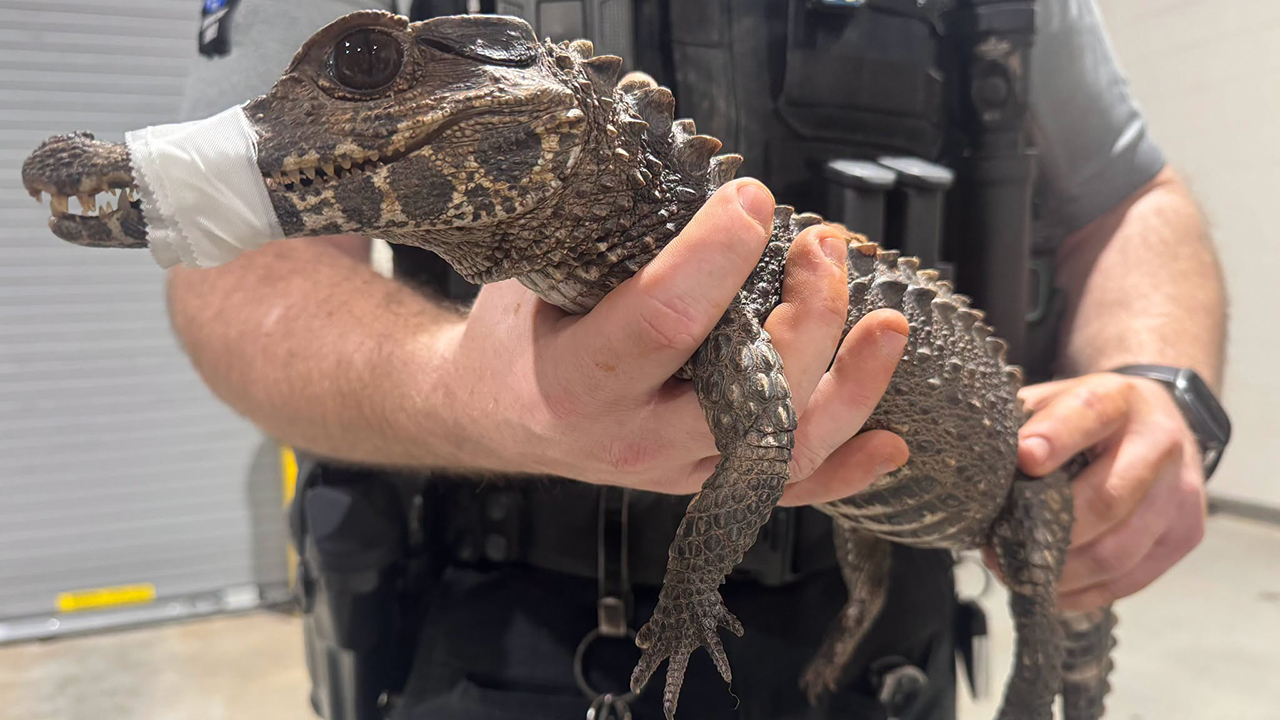 Watch: Deputies in Oklahoma capture escaped caiman after months on the loose — FOX 9, Stillwater Community news